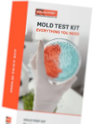 DIY Mold Test Kits: Are They Reliable?