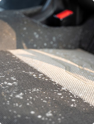 Mold in Cars: Identifying and Addressing Moisture Issues